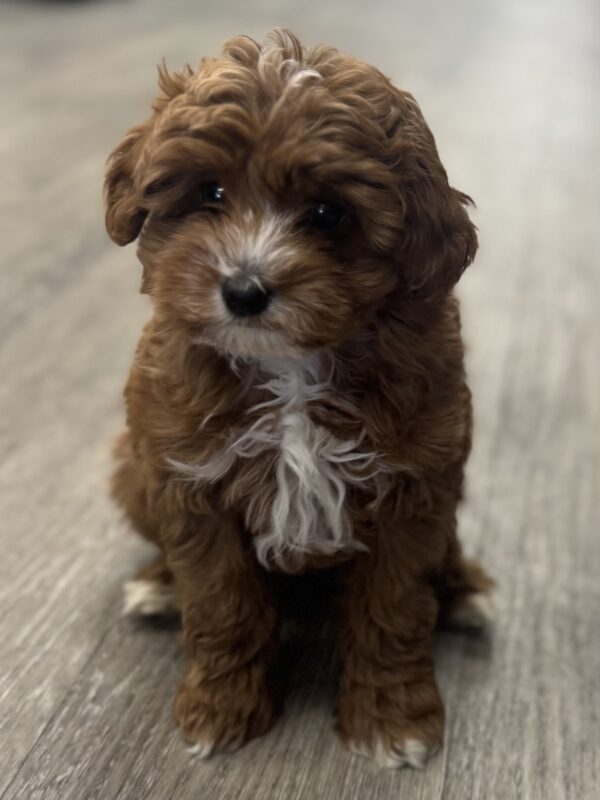 [#25973-01]  - Red M Cavapoo Puppies for Sale