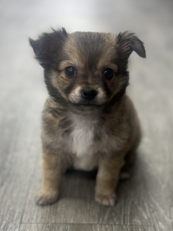 [#25270-02]  - M Chihuahua Puppies for Sale