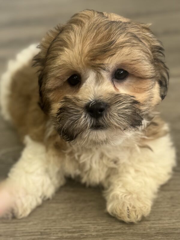 [#25967-02]  - Brown / White M Teddy Bear Puppies for Sale