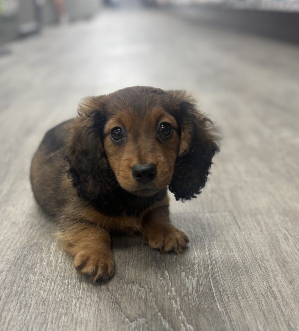 [#25272-01]  - Wild Boar M Dachshund Puppies for Sale