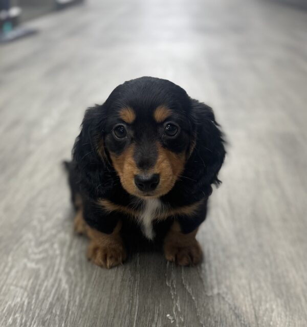 [#25272-02]  - Black Tan / White M Dachshund Puppies for Sale