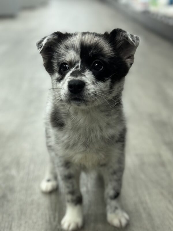 [#25274-01]  - Blue Merle F Pomsky Puppies for Sale