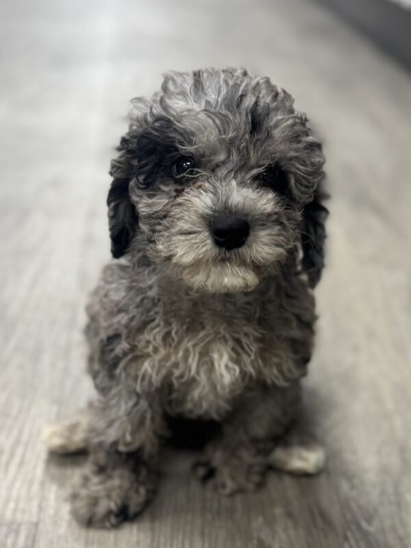 [#25390-03]  - Blue Merle F Goldendoodle Mini Puppies for Sale