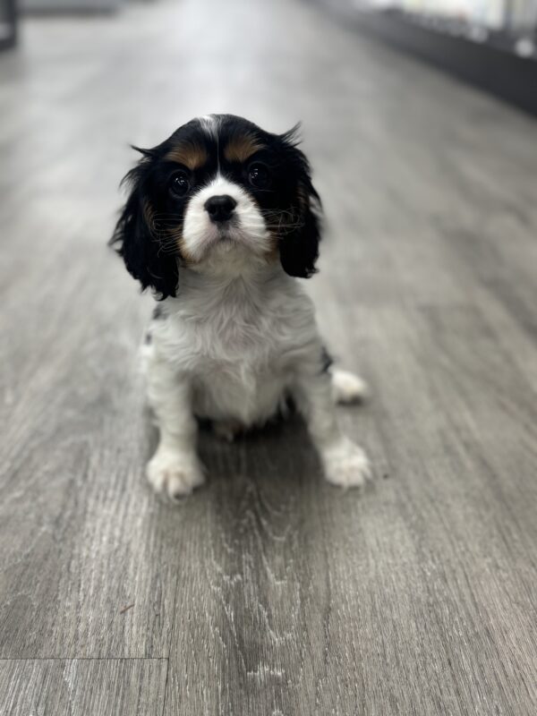 [#25447-03]  - Tri-Colored M Cavalier King Charles Spaniel Puppies for Sale