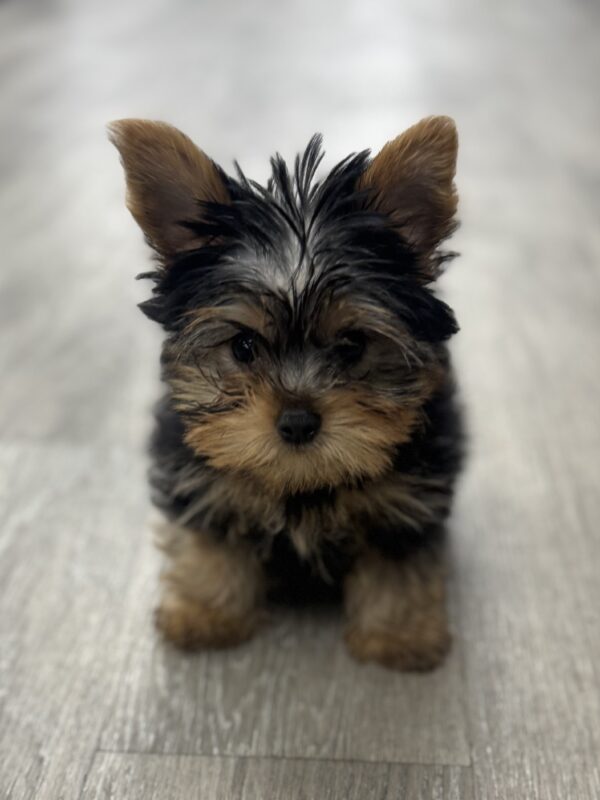 [#25368-02]  - Black / Tan M Yorkshire Terrier Puppies for Sale
