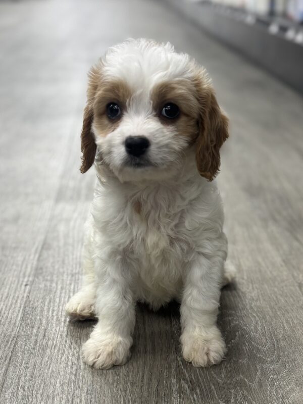 [#25910-07]  - Blenheim / White F Cavachon Puppies for Sale