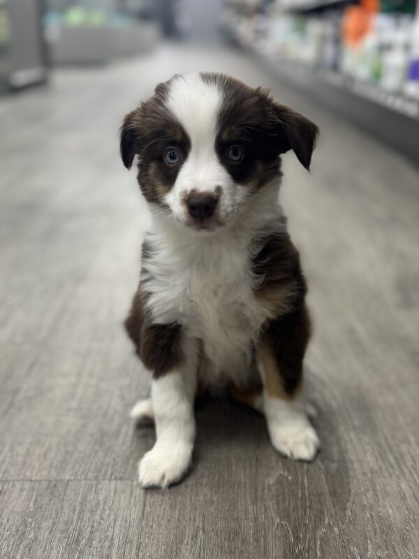 [#251020-03]  - Red M Miniature Australian Shepherd Puppies for Sale