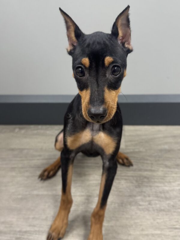 [#25224-03]  - Black / Rust M Miniature Pinscher Puppies for Sale