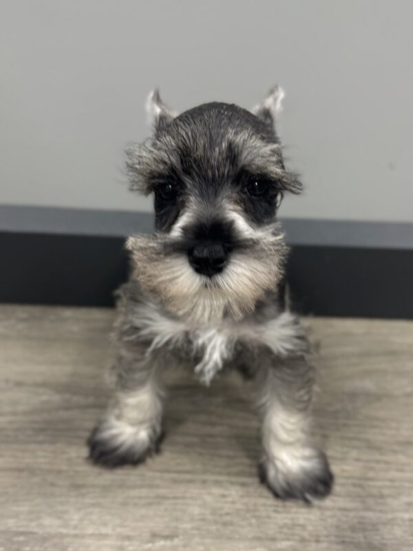 [#25880-03]  - Salt / Pepper M Miniature Schnauzer Puppies for Sale