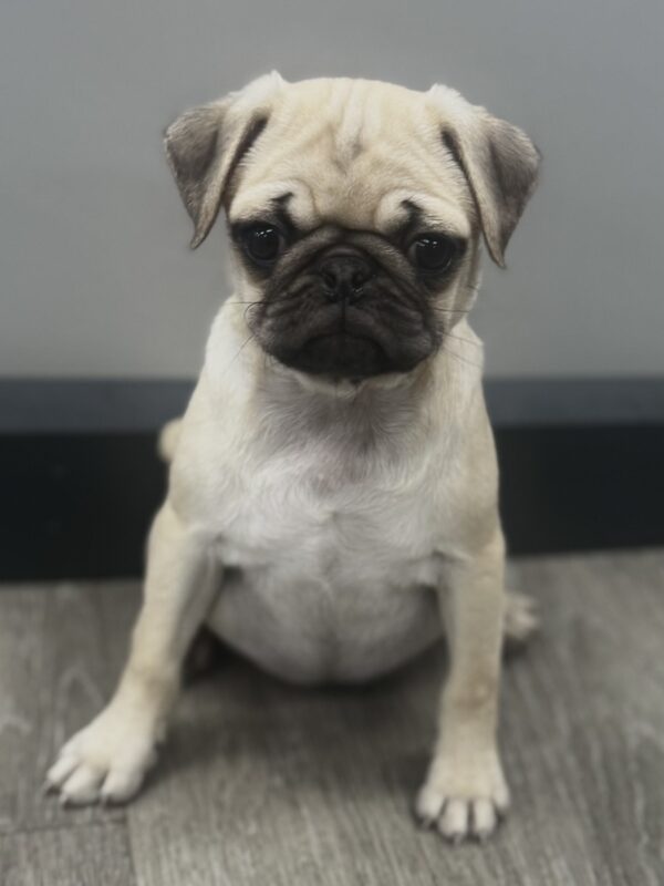 [#M02797]  - Fawn F Pug Puppies for Sale