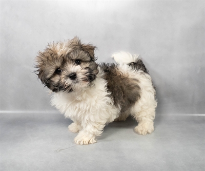 [#M02572]  - Gold Sable M Havanese Puppies for Sale
