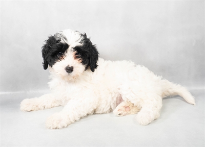[#M04858]  - Black and White F Cavapoo Puppies for Sale