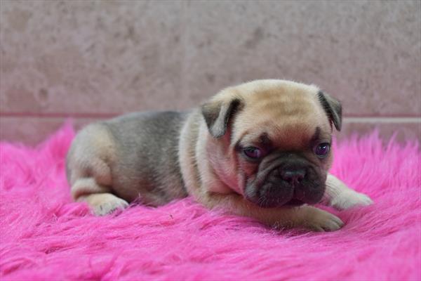 [#251041-01]  - Fawn M French Bulldog Puppies for Sale