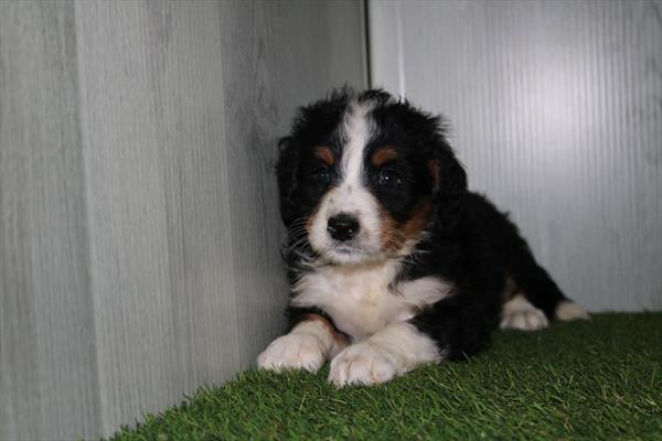 [#25132-04]  - Black M Poodle Mini/Bernese Mountain Dog Puppies for Sale