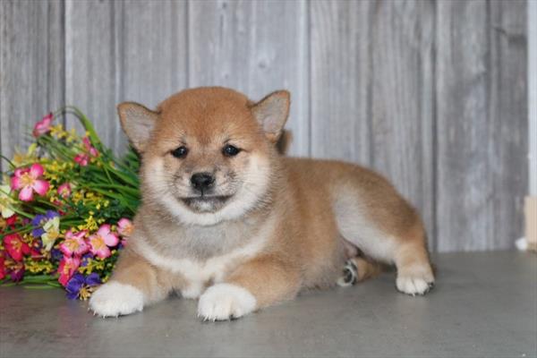 [#251240-03]  - Red / White F Shiba Inu Puppies for Sale