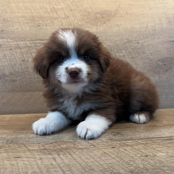[#251234-03]  - Red Tan / White M Miniature Australian Shepherd Puppies for Sale
