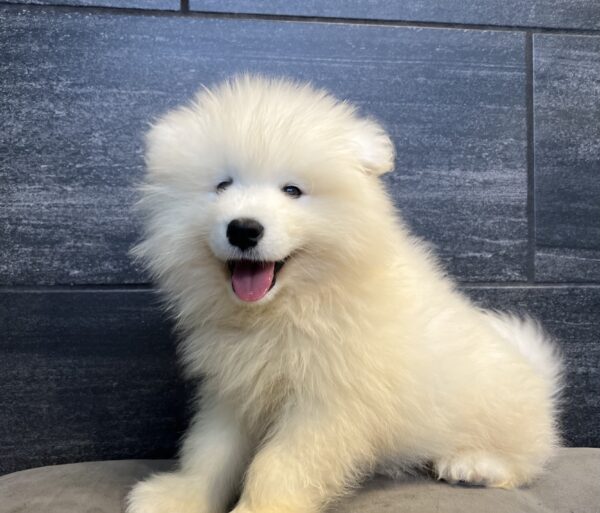 [#251197-02]  - White M Samoyed Puppies for Sale
