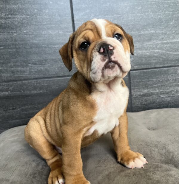 [#25291-03]  - F Bulldog Puppies for Sale