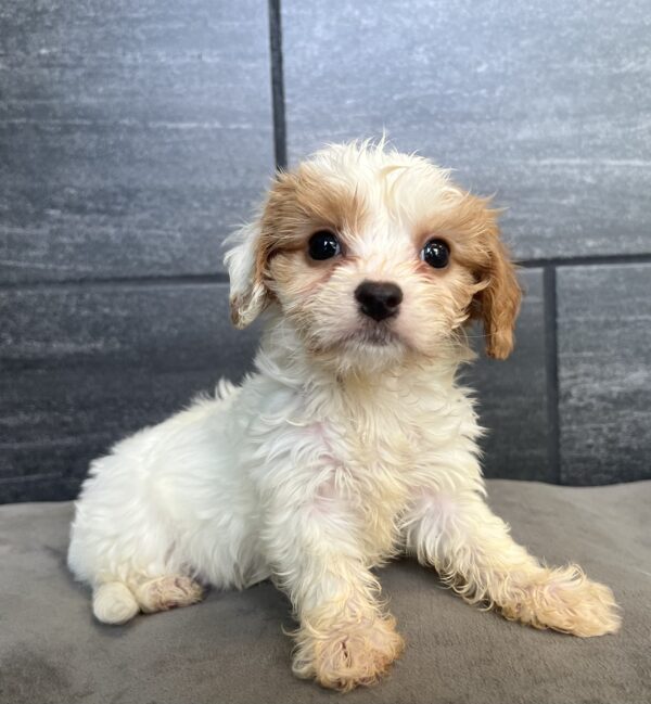 [#25912-05]  - Blenheim / White F Cavachon Puppies for Sale
