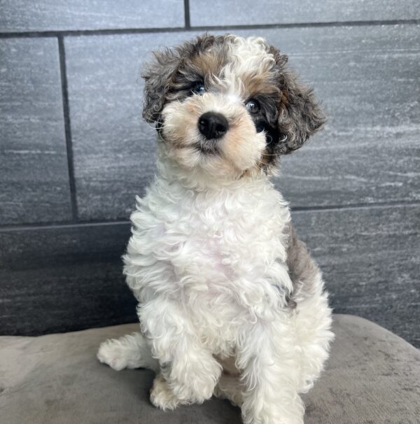 [#251118-03]  - White / Gray M Bernedoodle Mini 2nd Gen Puppies for Sale