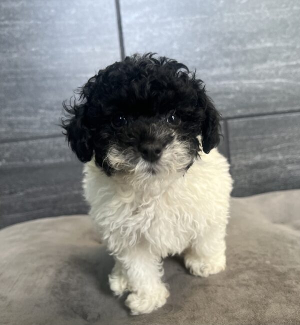 [#251025-01]  - White / Black M Havapoo Puppies for Sale