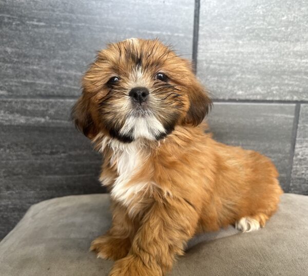 [#M04478]  - Red M Shih Tzu Puppies for Sale