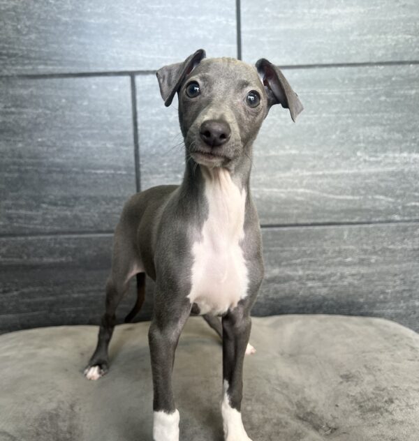 [#M07322]  - Blue F Italian Greyhound Puppies for Sale