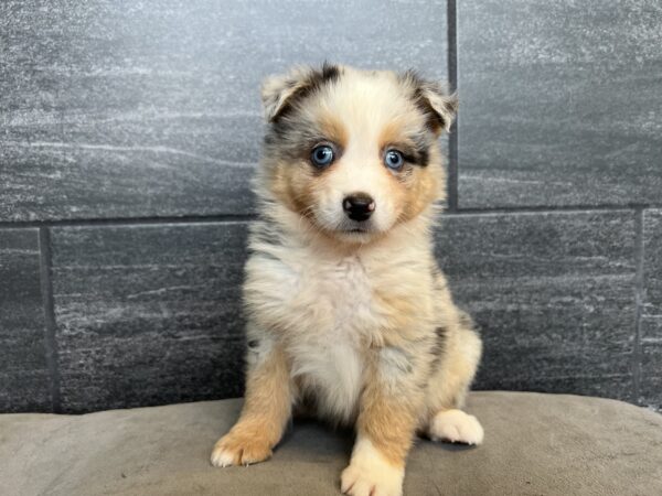 [#M05953]  - Blue Merle White and Tan M Miniature American Shepherd Puppies for Sale