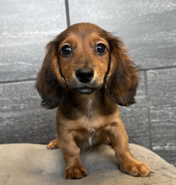 [#M04488]  - Wild boar M Dachshund Puppies for Sale