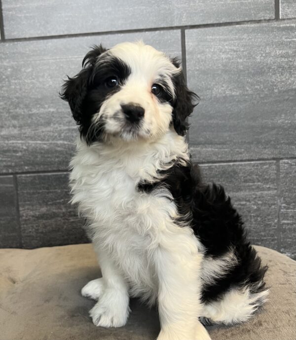 [#251336-06]  - Black / White F Aussiedoodle Mini Puppies for Sale