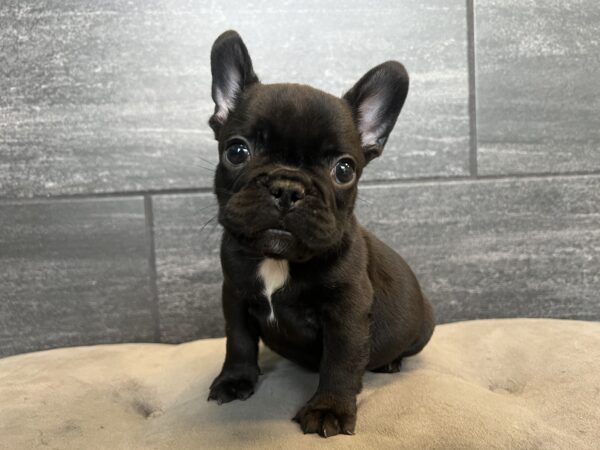 [#251218-02]  - Brindle M French Bulldog Puppies for Sale