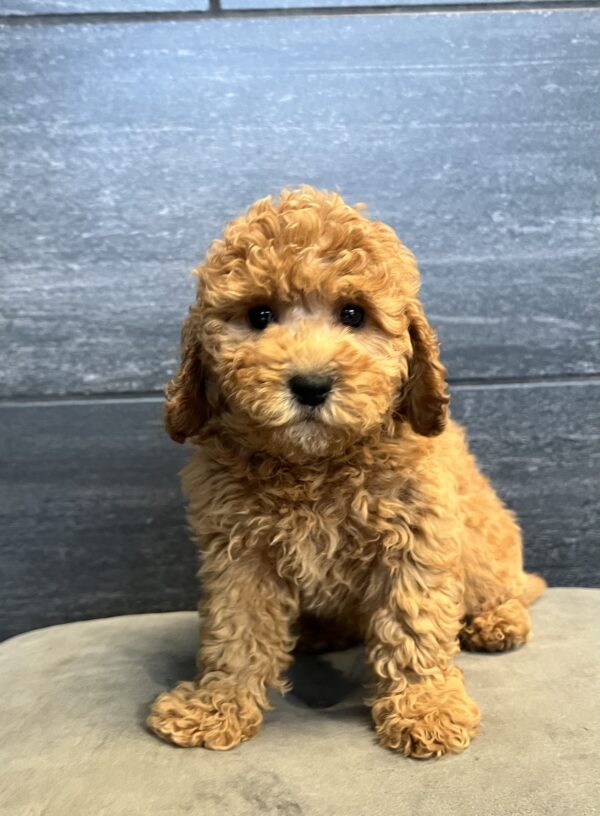 [#251200-06]  - Red F Goldendoodle Mini 2nd Gen Puppies for Sale