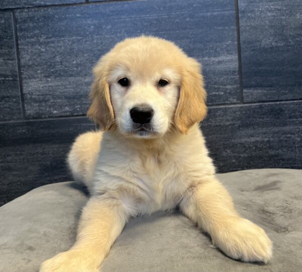 [#251139-03]  - Light Golden F Golden Retriever Puppies for Sale