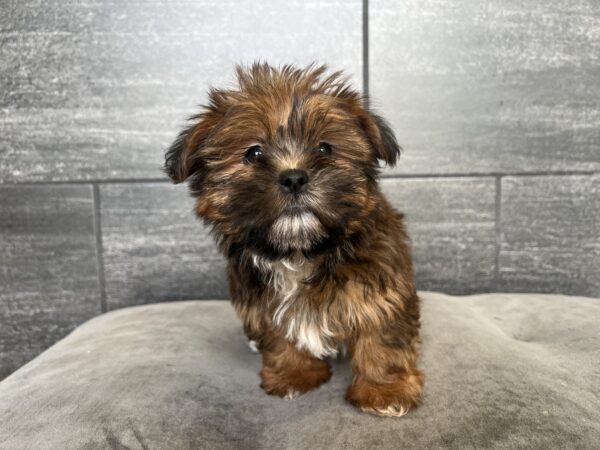 [#25318-02]  - F Shorkie Puppies for Sale