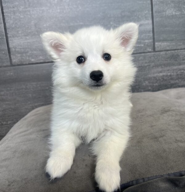 [#M05650]  - White F American Eskimo Puppies for Sale