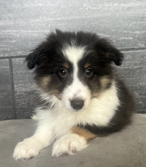 [#25452-04]  - Black / White M Shetland Sheepdog Puppies for Sale