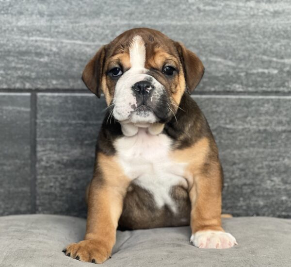 [#25327-03]  - M Bulldog Puppies for Sale