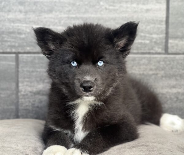 [#M05479]  - Black and White F Siberian Husky Puppies for Sale
