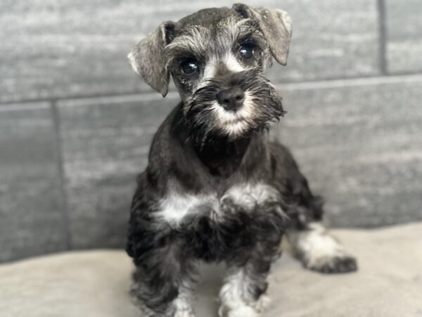 [#25965-04]  - Salt / Pepper F Miniature Schnauzer Puppies for Sale