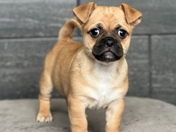 [#251024-01]  - Fawn M Chug Puppies for Sale