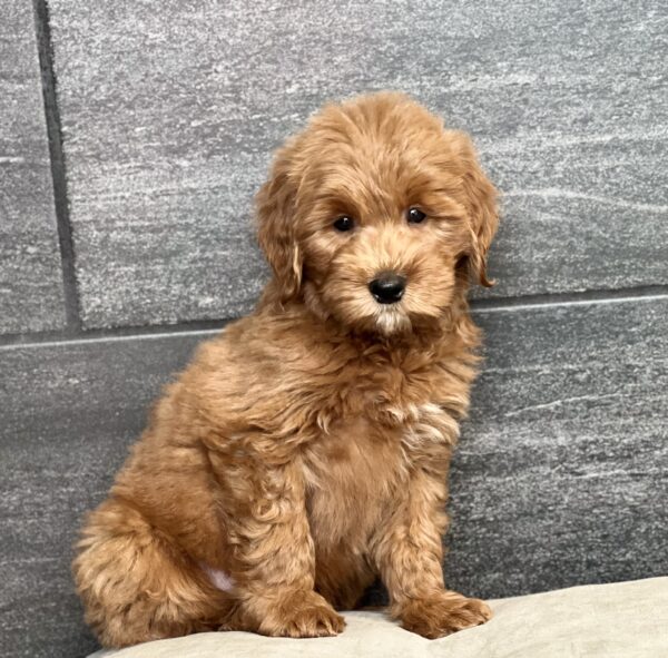 [#251279-03]  - Red M Goldendoodle Mini Puppies for Sale
