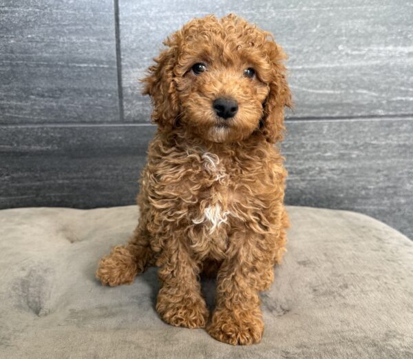 [#25829-01]  - Red M Goldendoodle Mini F1b Puppies for Sale