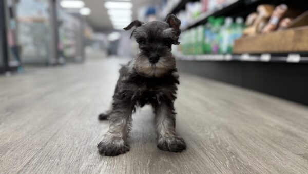 [#M05392]  - Salt and Pepper M Miniature Schnauzer Puppies for Sale