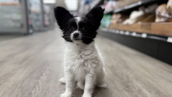 [#M05175]  - White and Black M Papillon Puppies for Sale