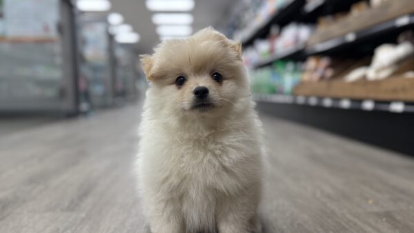 [#M05586]  - Cream M Pomeranian Puppies for Sale
