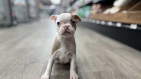 [#M08234]  - Champagne M Boston Terrier Puppies for Sale