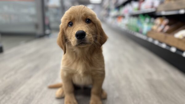 [#M05602]  - Dark Golden  M Golden Retriever Puppies for Sale