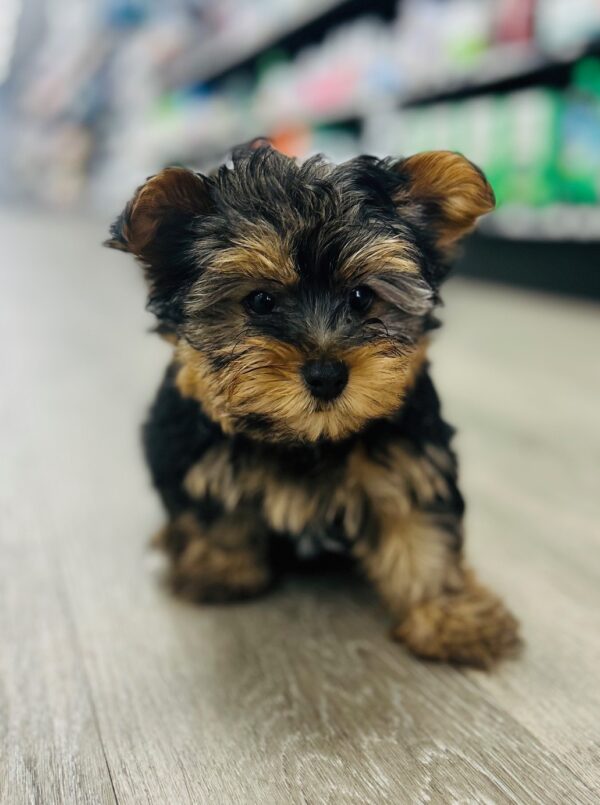 [#25309-01]  - M Yorkshire Terrier Puppies for Sale