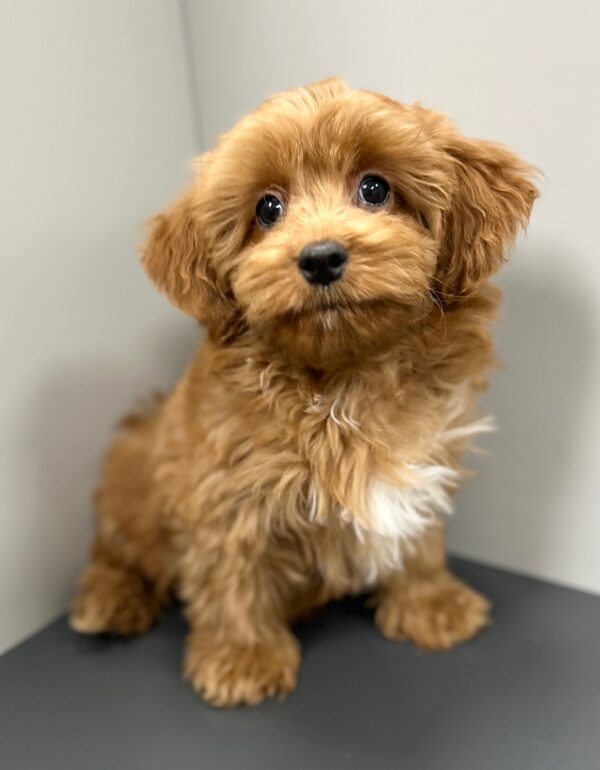 [#25305-01]  - F Cavapoo Puppies for Sale