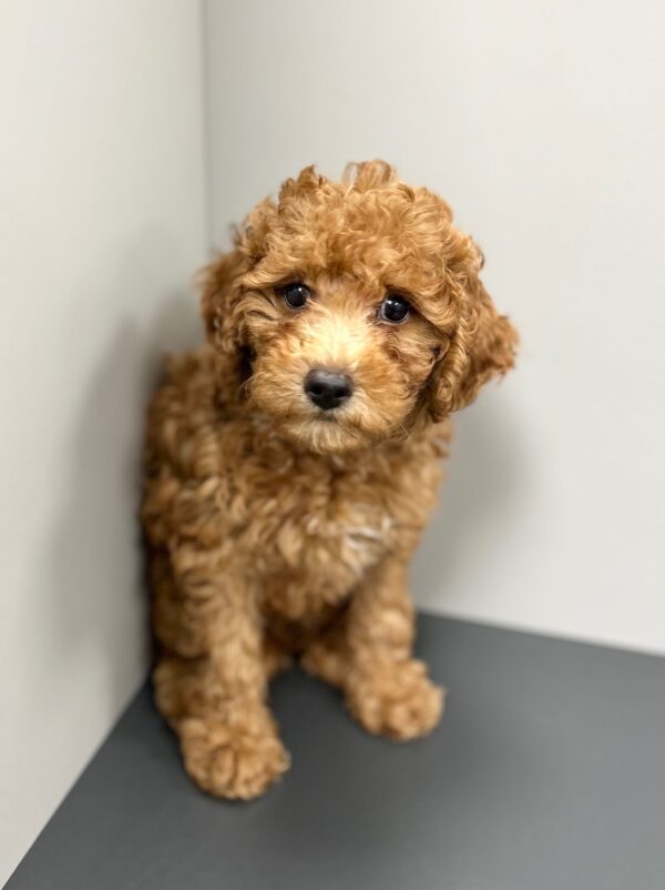 [#25317-01]  - F Poodle Mini Puppies for Sale